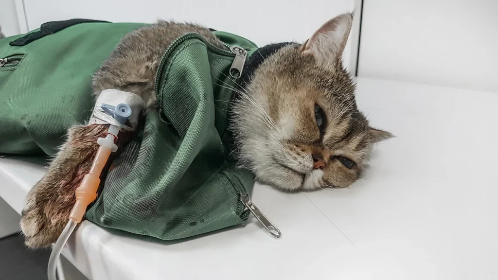 FIP in Cats Feline Infectious Peritonitis