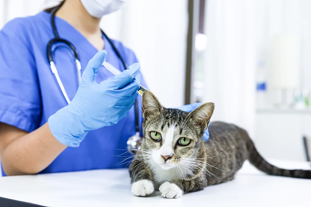 FIP Global Cats: Comprehensive Guide