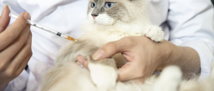Final Stages Of FIP In Cats